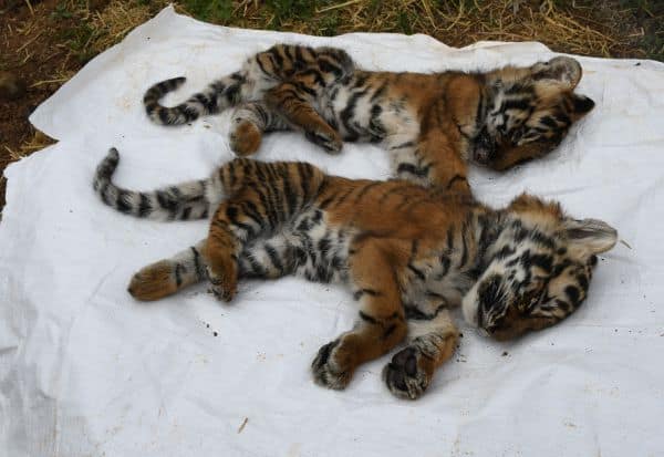  3 more tiger cubs die in Nilgiris Four teams set up to search for tigress    நீலகிரியில் மேலும் 3 புலிக்குட்டிகள் இறப்பு தாய்ப்புலியை தேட நான்கு குழுக்கள் அமைப்பு