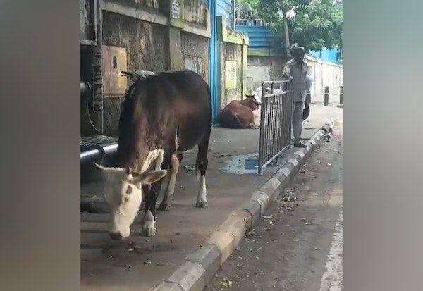  Cows roaming again in Tiruvallikeni area    திருவல்லிக்கேணி பகுதியில் மீண்டும் திரியும் மாடுகள்