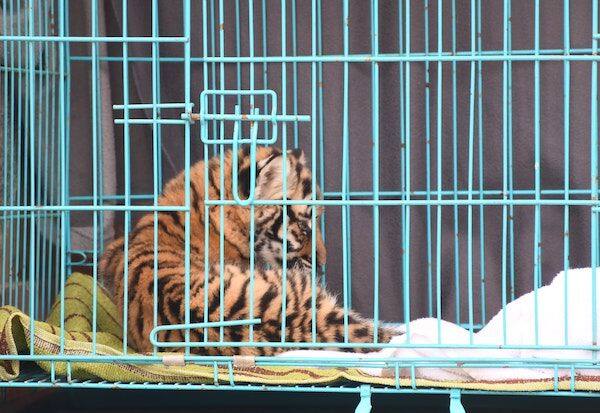  Four tiger cubs died in two days    இரு நாட்களில் இறந்த நான்கு புலி குட்டிகள்