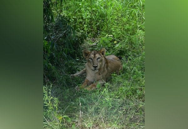  Visitors to Lion Safari at Vandalur Kushi    வண்டலுாரில் லயன் சபாரி: பார்வையாளர்கள் குஷி