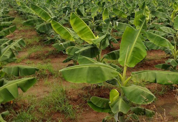  Interest in paddy and banana cultivation along the banks of river Vaigai    வைகை ஆற்றின் கரையோரங்களில் நெல், வாழை சாகுபடியில் ஆர்வம்
