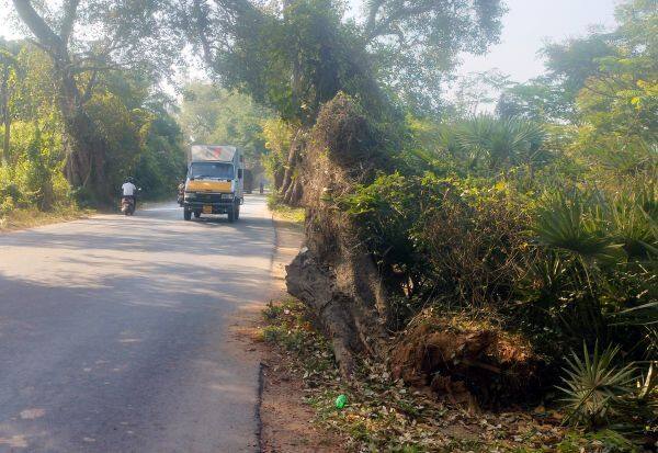  Motorists request removal of old trees    பழமையான மரங்களை அகற்ற  வாகன ஓட்டிகள் கோரிக்கை