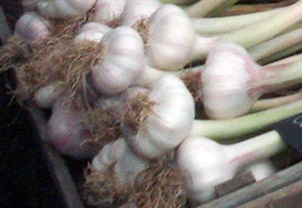 The price of white garlic is Rs.550 per kg     வெள்ளை பூண்டு விலை கிடுகிடு கிலோ ரூ.550க்கு விற்பனை 