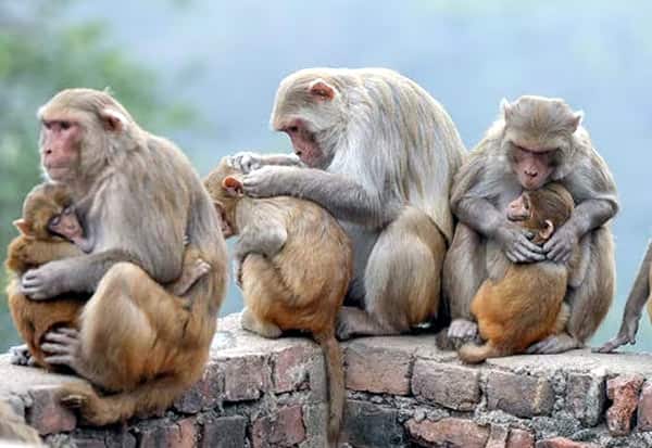 Monkey fever outbreak: Warning for 4 districts   குரங்கு காய்ச்சல் பாதிப்பு: 4 மாவட்டங்களுக்கு எச்சரிக்கை