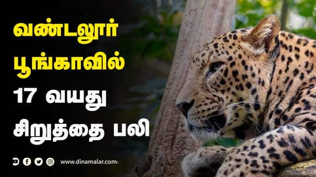 வண்டலூர்  பூங்காவில் 17 வயது  சிறுத்தை பலி | leopard named Jaya dies at Vandalur Zoo