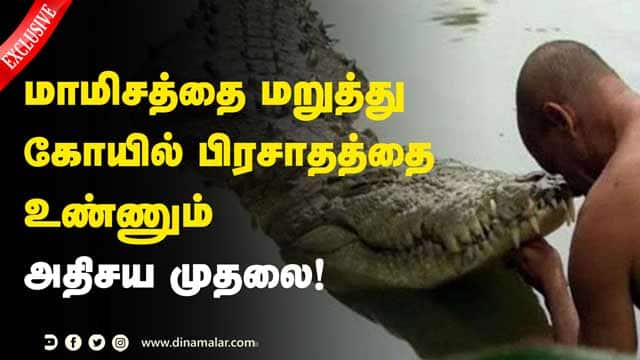 மாமிசத்தை மறுத்து கோயில் பிரசாதத்தை உண்ணும் அதிசய முதலை! | Crocodile That Eats Only Temple Prasadam!!