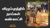 விழுப்புரத்தில்  நாய்கள்  கண்காட்சி | Dog Expo | Viluppuram | Dinamalar