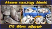 சிக்கனை தொடர்ந்து மீன்கள் ! 175 கிலோ பறிமுதல் | 175 kg Spoiled fish Seized | Tirupur | Dinamalar