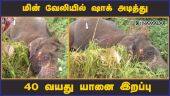 மின் வேலியில் ஷாக் அடித்து 40 வயது யானை இறப்பு | Elephant Death | Dharmapuri | Dinamalar