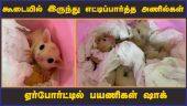 சென்னைக்கு கடத்தி வந்த 9 அணில் குட்டிகள் பறிமுதல் | 9 squirrel cubs | Chennai Airport | Dinamalar