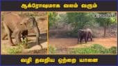 ஆக்ரோஷமாக வலம் வரும் வழி தவறிய ஒற்றை யானை | Elephant | Dinamalar