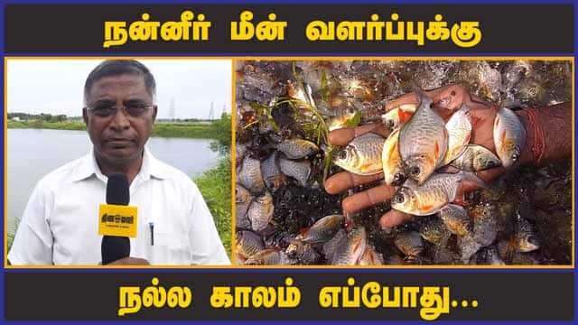 நன்னீர் மீன் வளர்ப்புக்கு நல்ல காலம் எப்போது | Farmers excel in organic fresh fish farming in Palladam