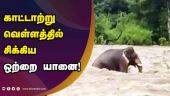 காட்டாற்று வெள்ளத்தில் சிக்கிய ஒற்றை யானை! | Elephant | Wild flood | Kerala