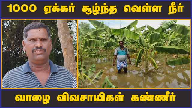 1000 ஏக்கர் சூழ்ந்த வெள்ள நீர்  வாழை விவசாயிகள் கண்ணீர் | Banana Trees | Flood |Farmers
