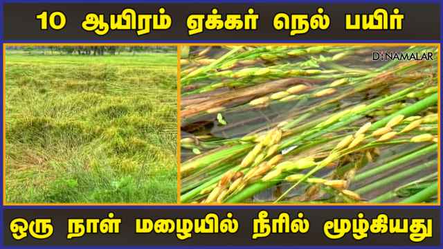 10 ஆயிரம் ஏக்கர் நெல் பயிர் ஒரு நாள் மழையில் நீரில் மூழ்கியது | Paddy Farming | Thiruvarur | Dinamalar