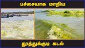 பச்சையாக மாறிய  தூத்துக்குடி கடல் | Thoothukudi | Sea water turns green