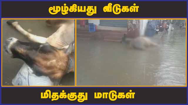 மூழ்கியது வீடுகள்  மிதக்குது மாடுகள்    | Chennai Rain | Cow | Death
