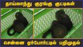தாய்லாந்து குரங்கு குட்டிகள் சென்னை ஏர்போர்ட்டில் பறிமுதல்  | Thailand Monkey Cubs | Dinamalar