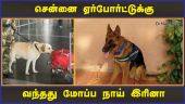 மோப்ப நாய் பிரிவில் எண்ணிக்கை 3 ஆக உயர்வு | Dog | Chennai Airport | Dinamalar