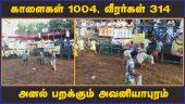 காளைகள் 1004, வீரர்கள் 314  அனல் பறக்கும் அவனியாபுரம்  | Jalikatu | Avaniyapuram | Madurai