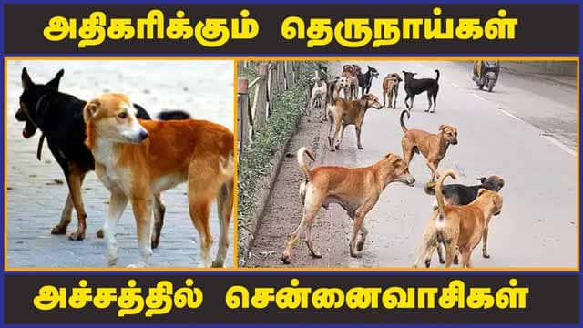 கட்டுப்படுத்த கோரிக்கை | Street dogs | Chennai | Dinamalar