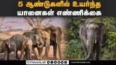 யானைகள் கணக்கெடுப்பு அறிக்கை சொல்வது என்ன? | Elephant census | Tamilnadu | Forest