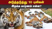 நீலகிரியில் ஒரே மாதத்தில் 10 புலிகள் இறந்தன 10 Tigers Death | Mudhumalai Forest | Tiger Cubs