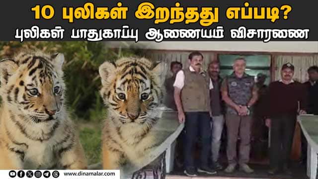 роХро│ роЖропрпНро╡рпБ роЪрпЖропрпНрод родрпЗроЪро┐роп рокрпБро▓ро┐роХро│рпН рокро╛родрпБроХро╛рокрпНрокрпБ роЖрогрпИропроорпН | 10 tigers die | National Tiger Commission | Nilgiri