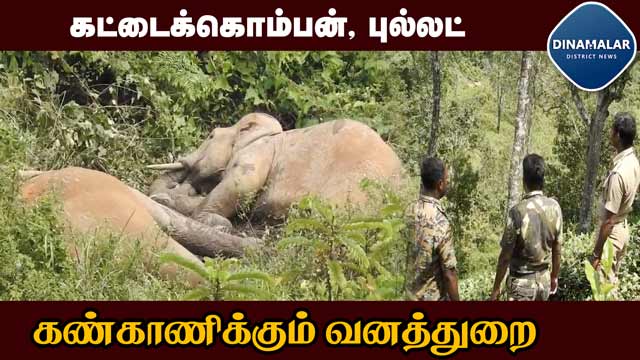 роЗро░ро╡рпЗро╛роЯрпБ роЗро░ро╡ро╛роХ роЗроЯроорпН рооро╛ро▒рпБро╡родро╛ро▓рпН роХрогрпНроХро╛рогро┐рокрпНрокро┐ро▓рпН родрпЖро╛ропрпНро╡рпБ | Nilgiris  | male elephants | Forest Department