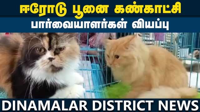 District Videos ஒரே இடத்தில் 10 வகை பூனைகள் ஒய்யார நடை! சொக்கிப்போன பார்வையாளர்கள் | Cat show | Erode