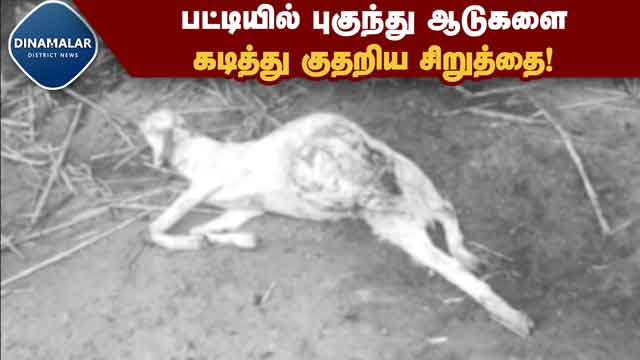 District Videos சத்தியமங்கலம் அருகே ஆடுகளை வேட்டையாடும் சிறுத்தை! பீதியில் கிராம மக்கள் | Sathyamangalam