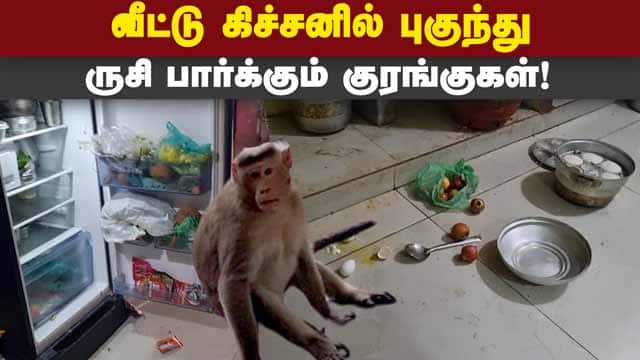 குரங்குகள் அட்டகாசத்தால் புதுச்சேரி மக்கள் அச்சம் | Monkeys enters home kitchens | People fear
