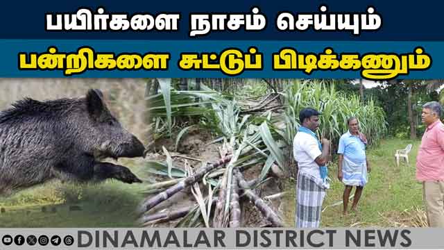 ஊராட்சி நிர்வாகத்துக்கு விவசாயிகள் கோரிக்கைPigs destroys the crops Action to shoot Mayiladuthurai