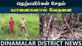 பாதுகாப்பு வழங்க அரசுக்கு கோரிக்கை  Damaged rice crops Farmers suffer due to elephants Tirupattur