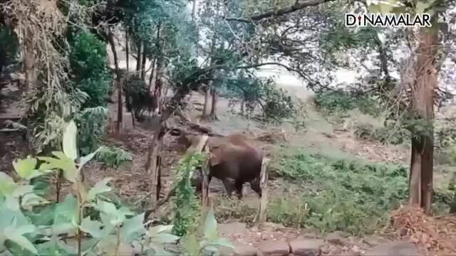ஊருக்குள் புகுந்த காட்டு யானை விரட்டியடிப்பு | Elephant | Dinamalar